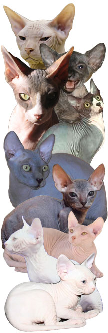 sphinx cats