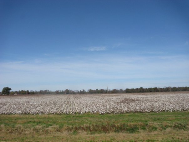 Roadtrip to New Orleans 2008 Part 1 Blacksburg to Yazoo City f3 cotton Roadtrip to New Orleans 2008 Part 1 Blacksburg to Yazoo City
