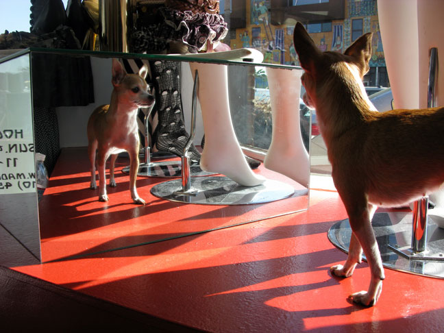 Chihuahua in LA