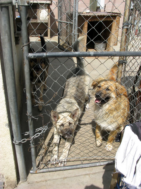 Dogs in Fontana, CA