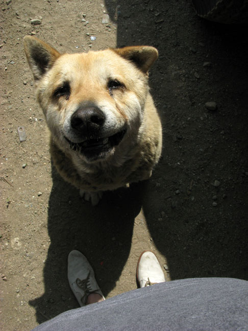 Dog in Fontana, CA