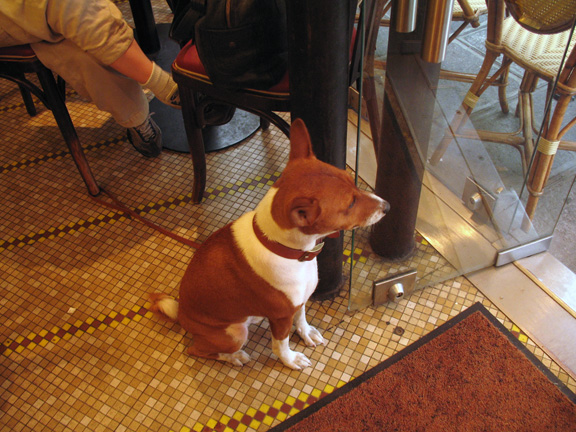 paris dogfromegypt Paris 7/23/2006   8/11/2006