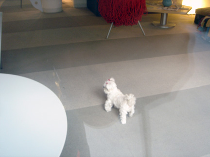 m2 doggy2 web Miami 2006   Part 2