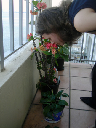 m2 smellingflower web Miami 2006   Part 2