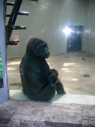 Mexico City mgorilla Mexico City